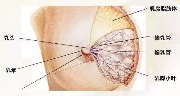 為什么會出現(xiàn)乳汁瘀積？