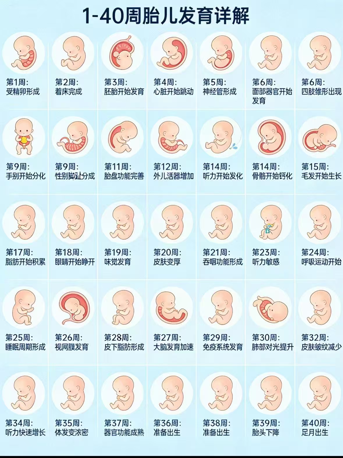 胎兒每周發(fā)育詳解