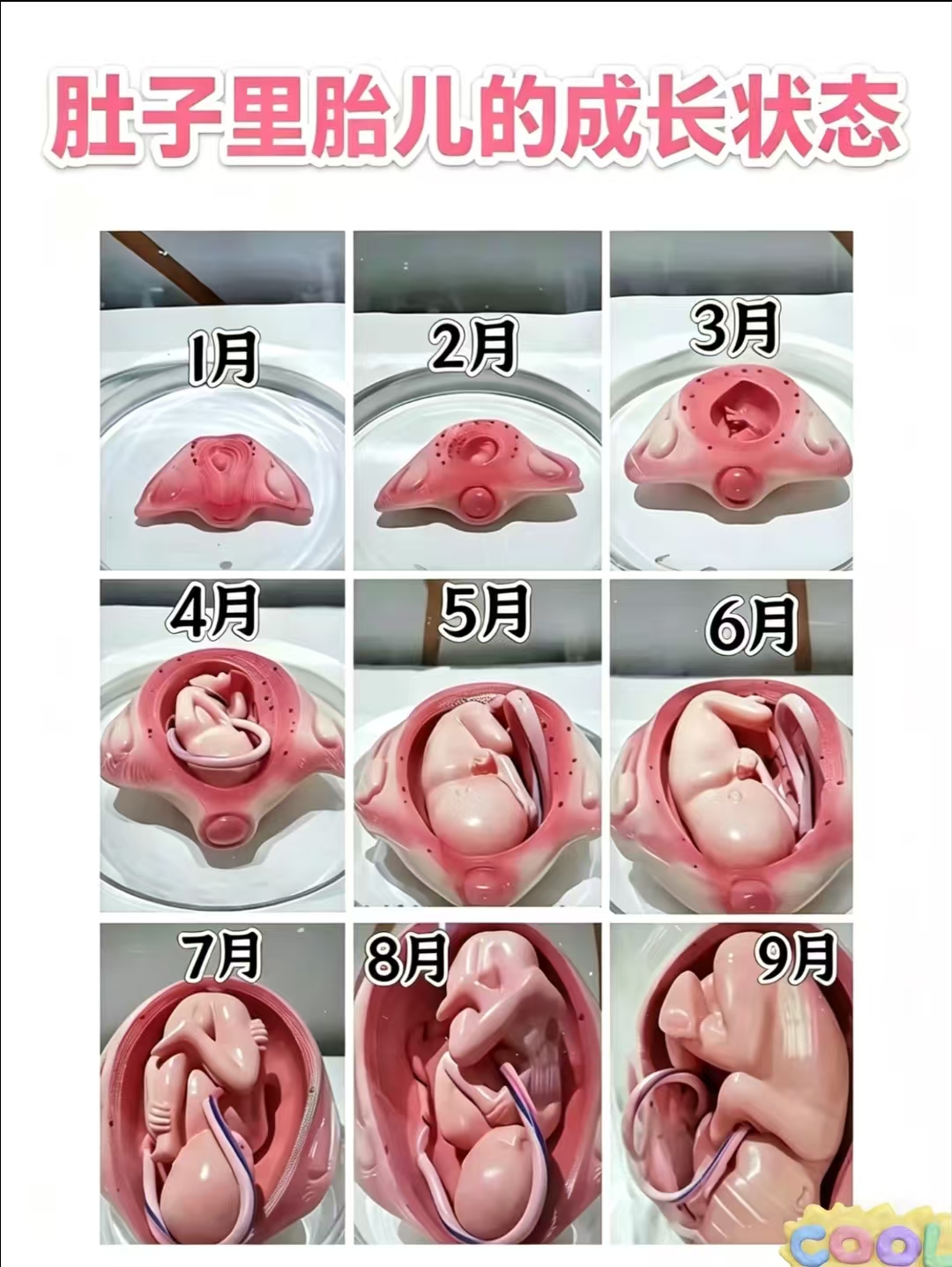 肚子里胎兒的成長狀態(tài)